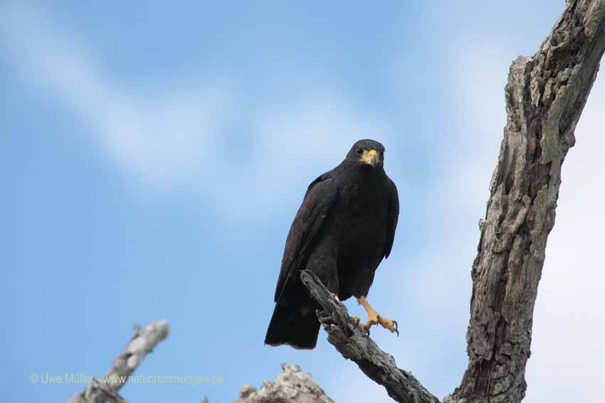 Schwarzbussard (Buteogallus urubitinga)