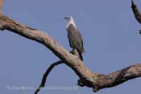 Weißbauchseeadler (Haliaeetus leucogaster)