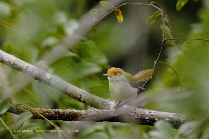 Rotstirn-Schneidervogel (Orthotomus sutoriu)