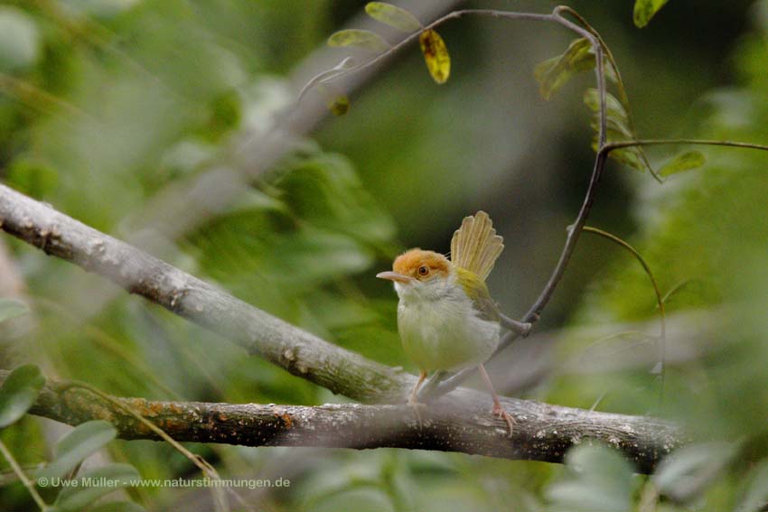 Rotstirn-Schneidervogel, Gewöhnlicher Schneider (Orthotomus sutorius)