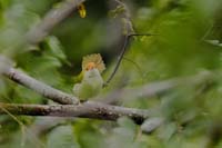 Rotstirn-Schneidervogel (Orthotomus sutoriu)