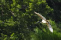 Schwarzkopfibis (Threskiornis melanocephalus)