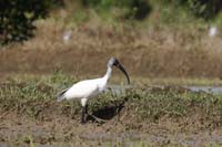 Schwarzkopfibis (Threskiornis melanocephalus)