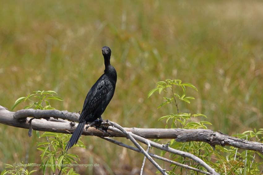 Kleinscharbe (Microcarbo niger)