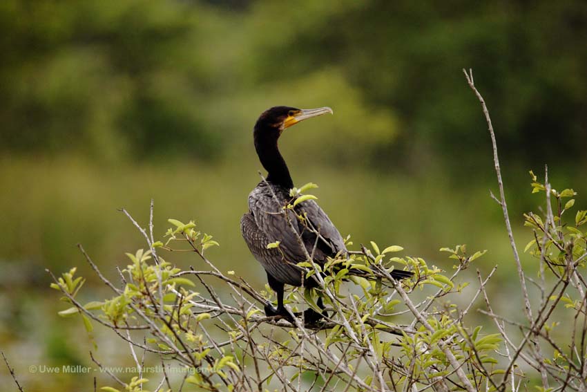 Kormoran (Phalacrocorax carbo)