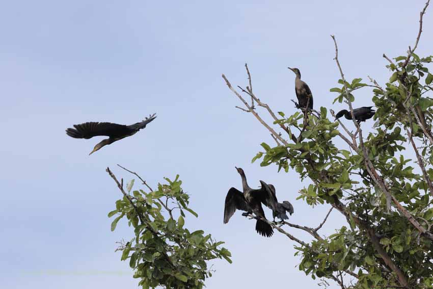 Kormoran (Phalacrocorax carbo)