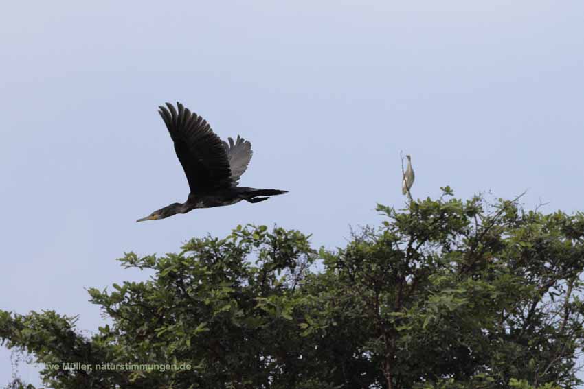 Kormoran (Phalacrocorax carbo)