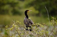 Kormorane (Phalacrocoracidae)