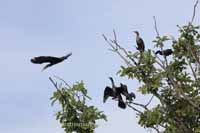 Kormoran (Phalacrocorax carbo)