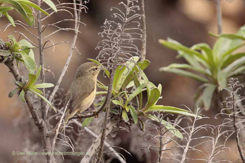 Kanarenzilpzalp (Phylloscopus canariensis)