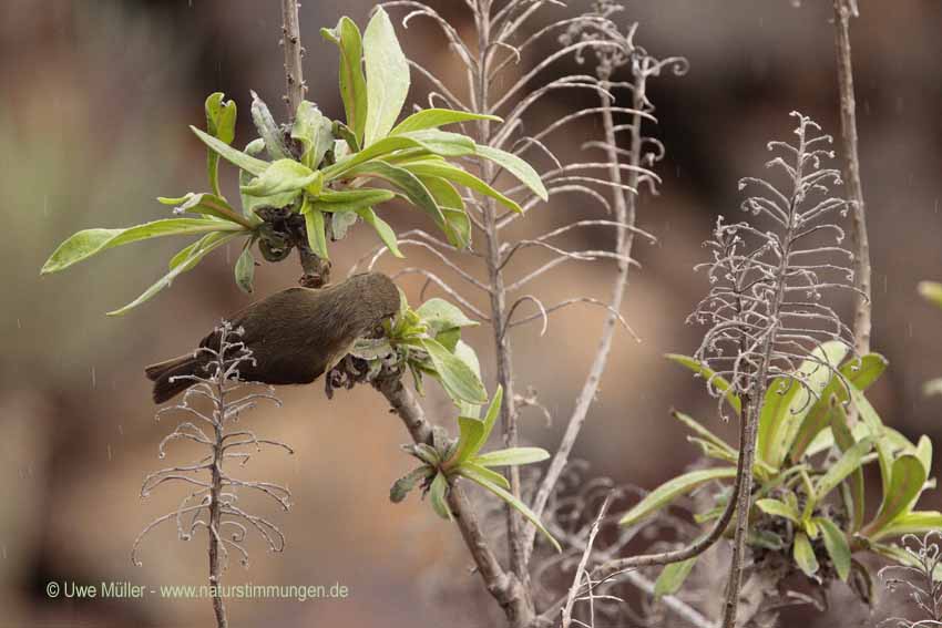 Kanarenzilpzalp (Phylloscopus canariensis)