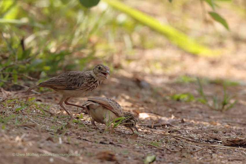 Bengalenlerche (Mirafra assamica)