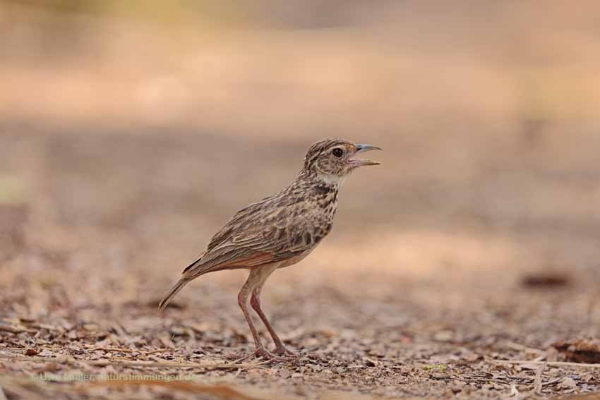 Bengalenlerche (Mirafra assamica)