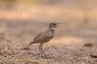 Lerchen (Alaudidae)