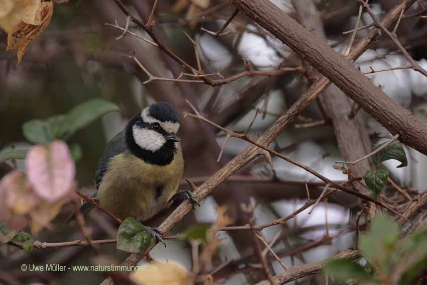 Kanarenmeise, auch Ultramarinmeise (Cyanistes teneriffae teneriffae)