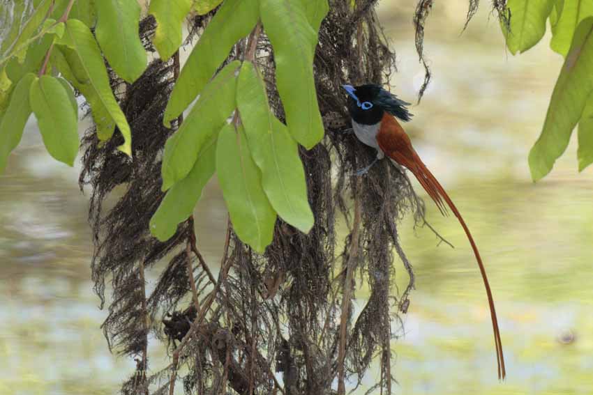 Asiatische Paradiesschnäpper (Terpsiphone paradisi)