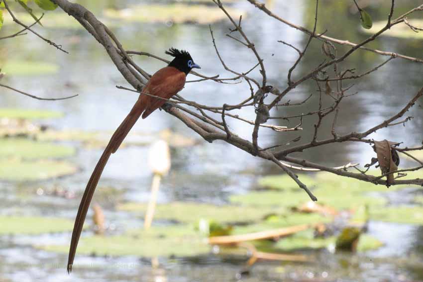 Asiatische Paradiesschnäpper (Terpsiphone paradisi)