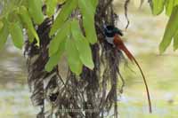 Asiatische Paradiesschnäpper (Terpsiphone paradisi)