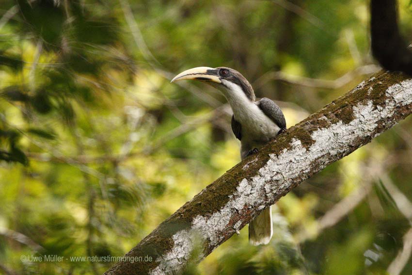 Ceylon-Grautoko (Ocyceros gingalensis)