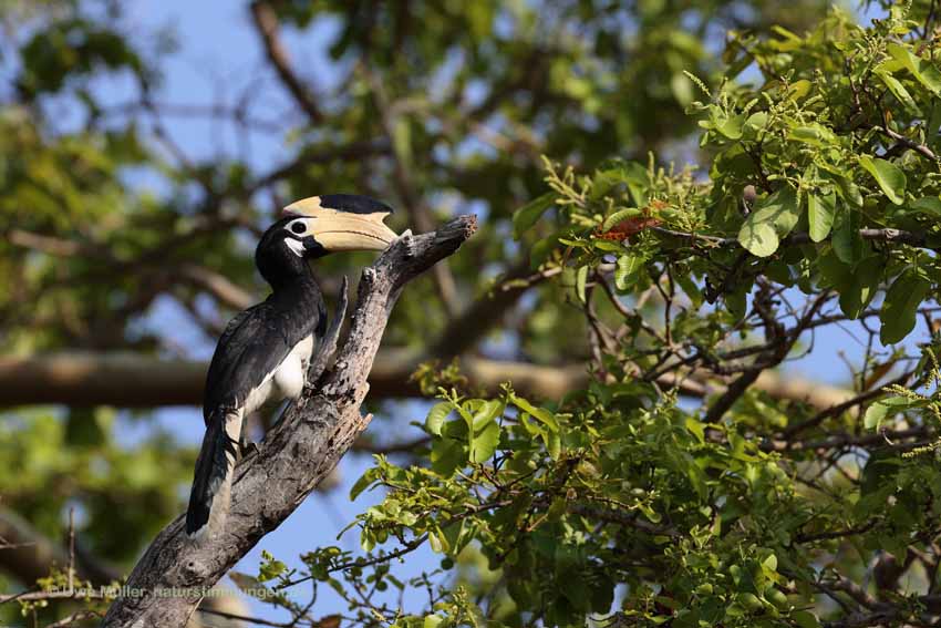 Doppelhornvogel (Buceros bicornis)