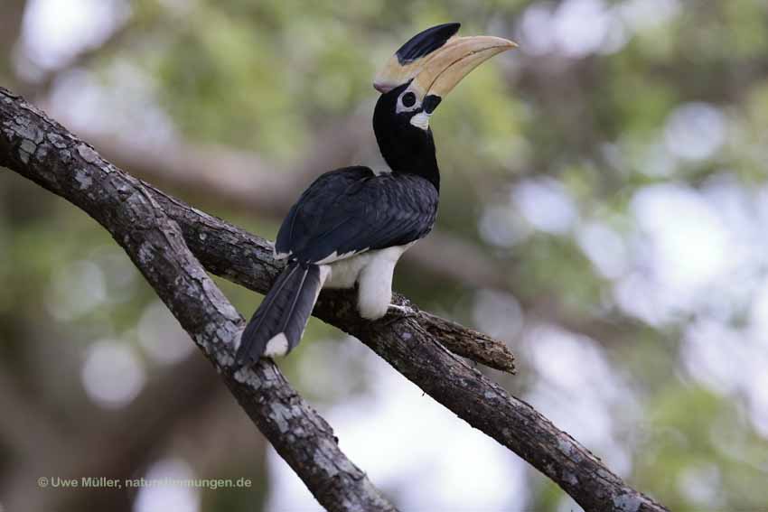 Doppelhornvogel (Buceros bicornis)