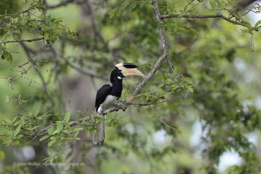 Doppelhornvogel (Buceros bicornis)