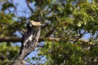 Doppelhornvogel (Buceros bicornis)