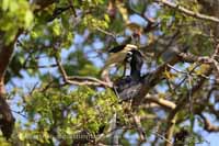 Doppelhornvogel (Buceros bicornis)