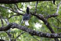 Doppelhornvogel (Buceros bicornis)