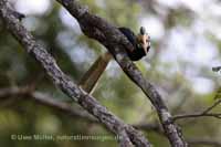 Doppelhornvogel (Buceros bicornis)