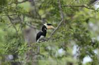 Doppelhornvogel (Buceros bicornis)