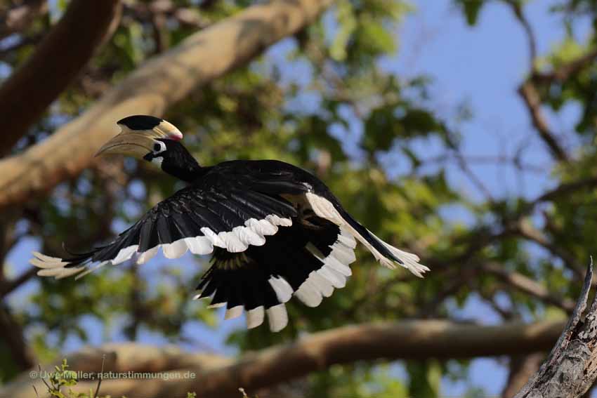 Doppelhornvogel (Buceros bicornis)