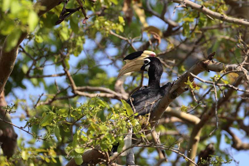 Doppelhornvogel (Buceros bicornis)