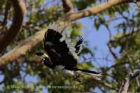 Malabarhornvogel (Anthracoceros coronatus)