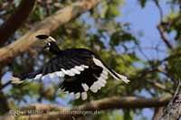 Malabarhornvogel (Anthracoceros coronatus)
