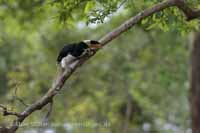 Malabarhornvogel (Anthracoceros coronatus)