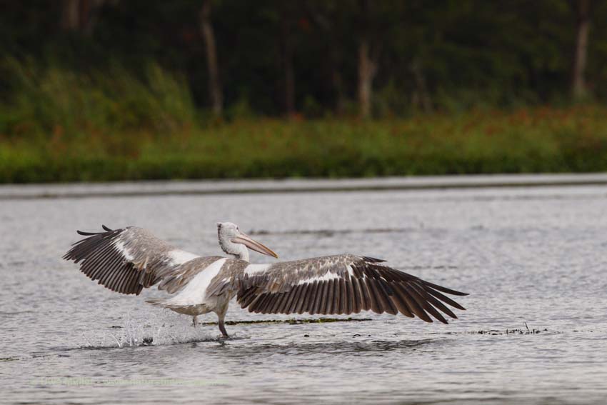 Graupelikan (Pelecanus philippensis)