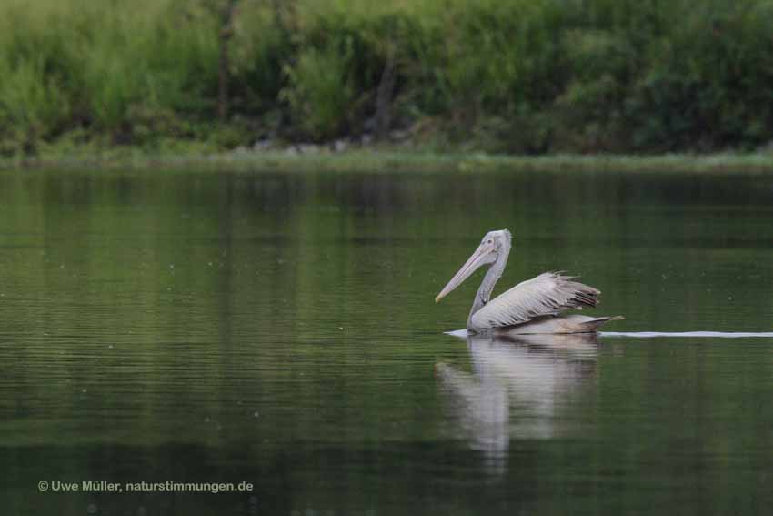 Graupelikan (Pelecanus philippensis)