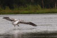 Graupelikan (Pelecanus philippensis)