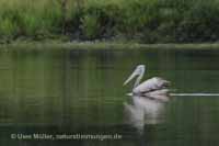 Graupelikan (Pelecanus philippensis)