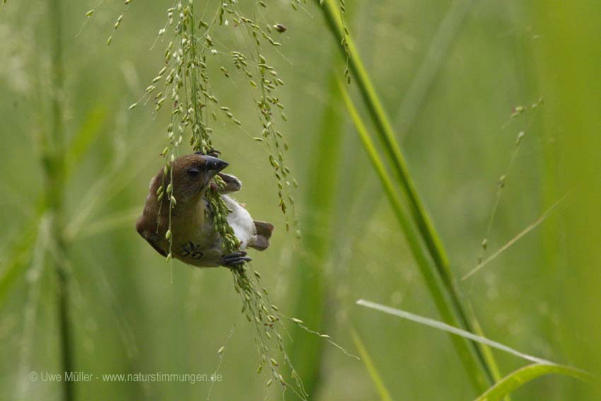 Muskatbronzemännchen, auch Muskatfink, Muskatvogel, Muskatamadine (Lonchura punctulata)