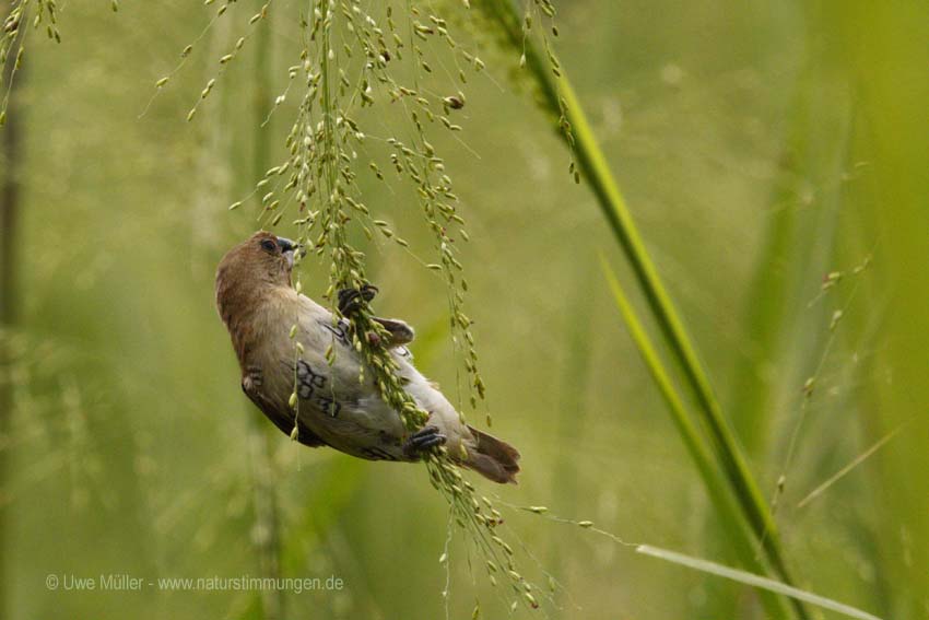 Muskatbronzemännchen, auch Muskatfink, Muskatvogel, Muskatamadine (Lonchura punctulata)