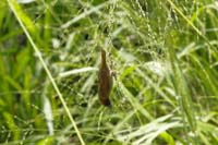 Muskatbronzemännchen, auch Muskatfink, Muskatvogel, Muskatamadine (Lonchura punctulata)