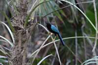 Acapulco Blaurabe, auch San-Blas-Trauerblauhäher (Cyanocorax sanblasianus)