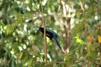 Acapulco Blaurabe, auch San-Blas-Trauerblauhäher (Cyanocorax sanblasianus)