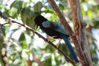 Acapulco Blaurabe, auch San-Blas-Trauerblauhäher (Cyanocorax sanblasianus)