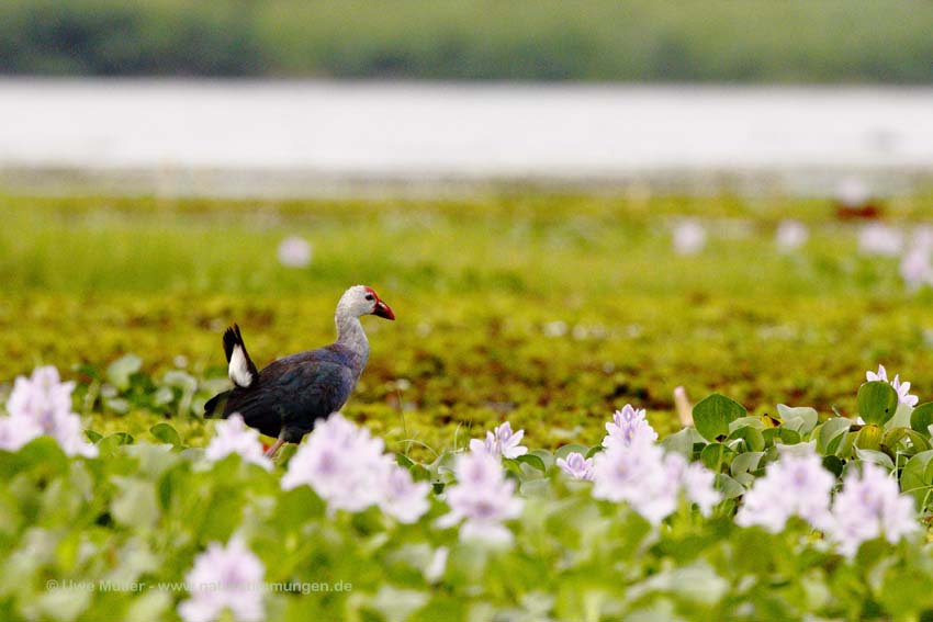 Graukopf-Purpurhuhn (Porphyrio poliocephalus)