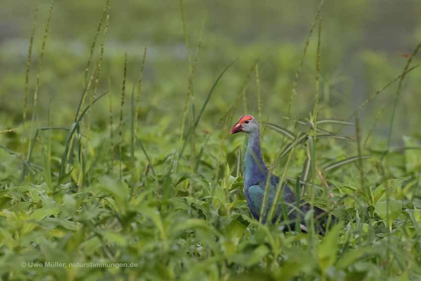 Graukopf-Purpurhuhn (Porphyrio poliocephalus)