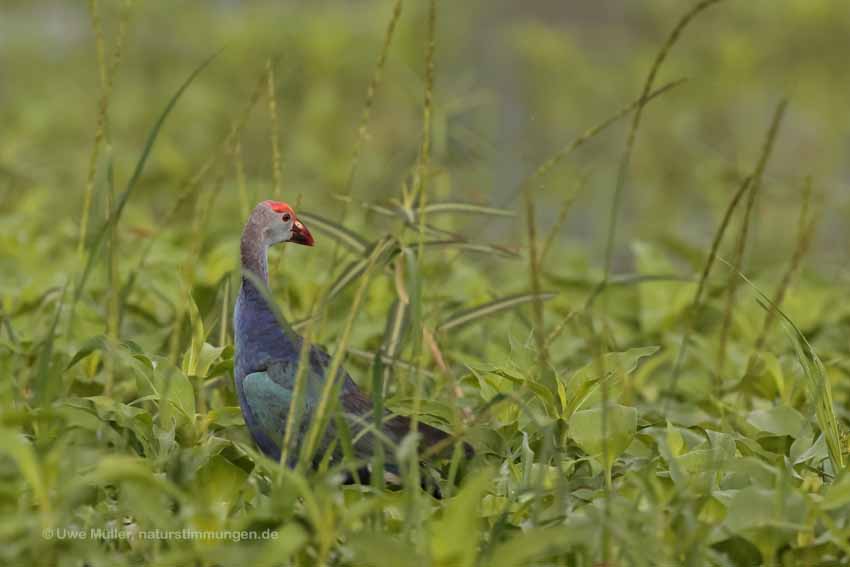 Graukopf-Purpurhuhn (Porphyrio poliocephalus)