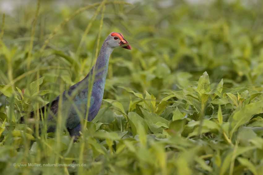 Graukopf-Purpurhuhn (Porphyrio poliocephalus)